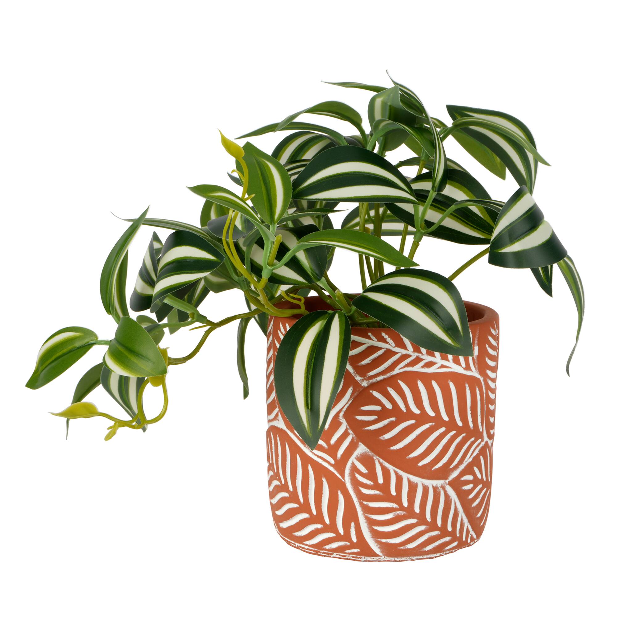 9" Potted Inchplant by Ashland®